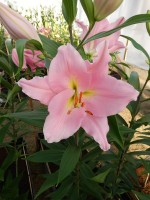 [4305 Ovada VH No202.JPG]